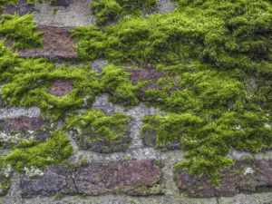 Mur de façade envahi par la mousse avant traitement anti-mousse