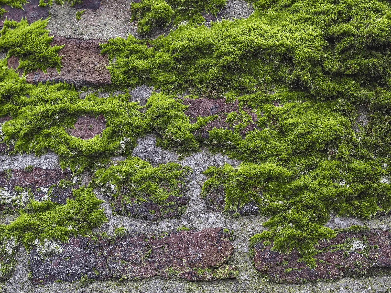 Mur de façade envahi par la mousse avant traitement anti-mousse
